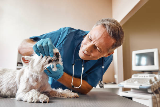 Best Emergency Root Canal Therapy in Six Mile, SC